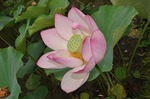 蓮の花Lotus flower0004